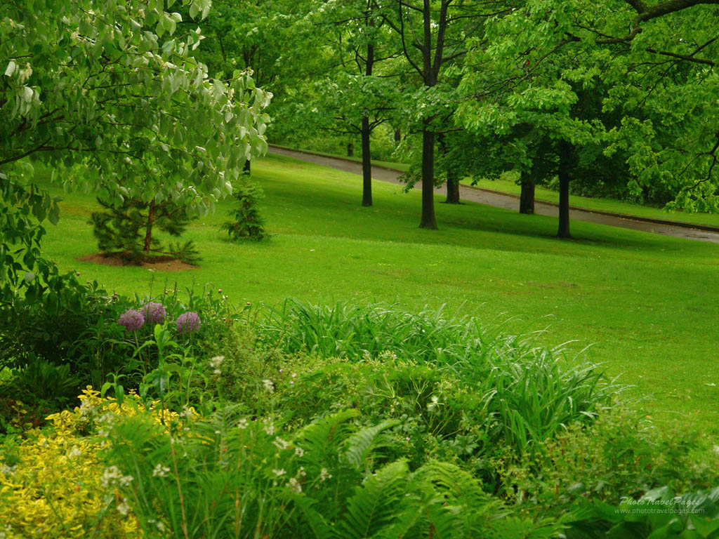 Rainy Days and Your Lawn: Tips for Post-Rain Care